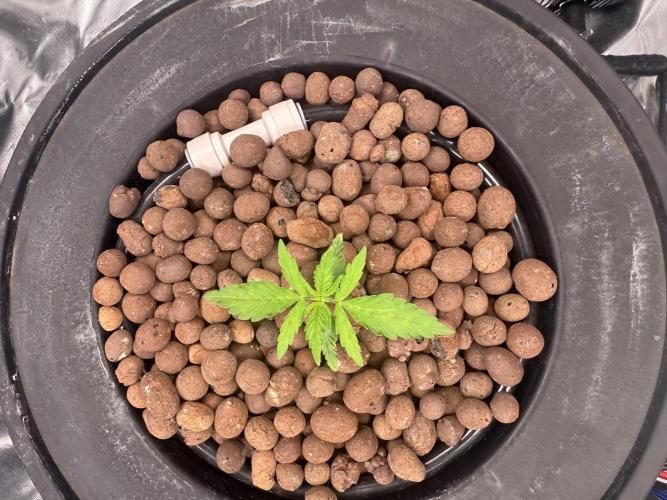 Gorilla Cookie AUTO. Week 2 - 12/14