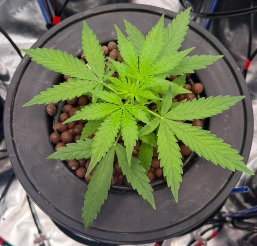 Gorilla Cookie AUTO. Week 3 - 12/24