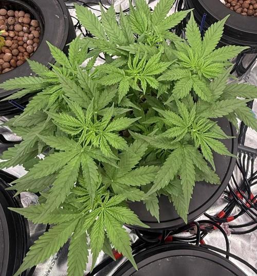 Gorilla Cookie AUTO. Week 5 - 1/1/25 
Unfortunately we had an accidental Snap off of our top losing 3 tops. 