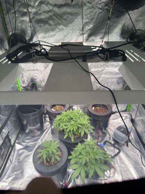 Gorilla Cookie AUTO. Week 5 - 1/1/25
Here are all 3. One performing poorly, Much less root development.