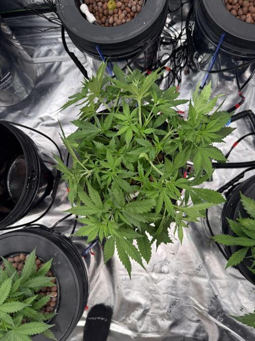 Gorilla Cookie AUTO. Week 5 - 1/2/25
PPM dropped to 415 @5.1PH.