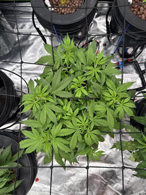 Gorilla Cookie AUTO. Week 5 - 1/4/25