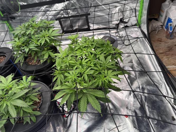 Gorilla Cookie AUTO. Week 5