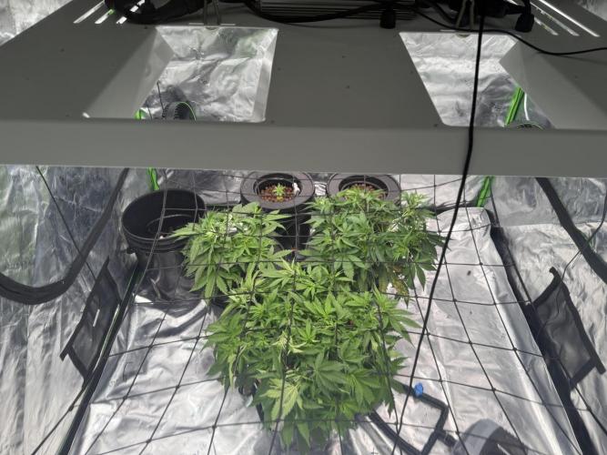 Gorilla Cookie AUTO. Week 6 - 1/7