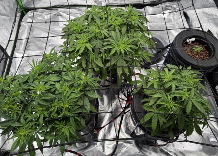 Gorilla Cookie AUTO. Week 6 - 1/9