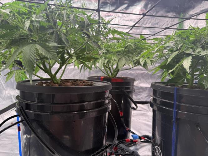 Gorilla Cookie AUTO. Week 6