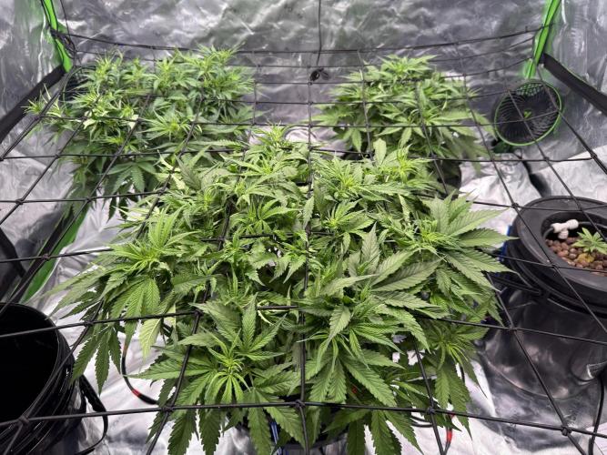 Gorilla Cookie AUTO. Week 6 - 1/11