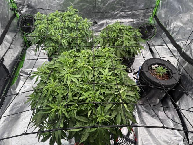 Gorilla Cookie AUTO. Week 7 - 1/14