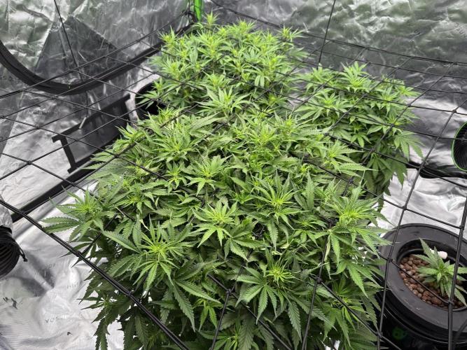 Gorilla Cookie AUTO. Week 7 - 1/16