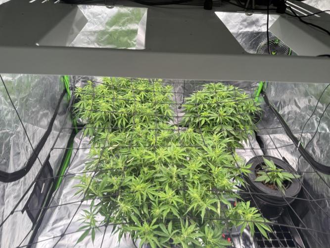 Gorilla Cookie AUTO. Week 7 - 1/18