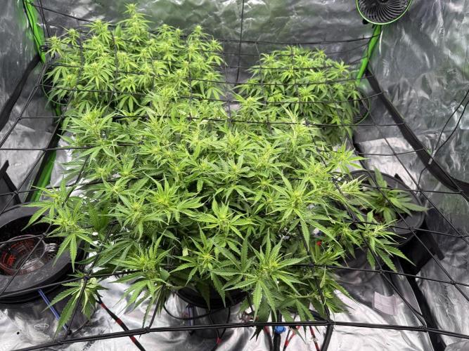 Gorilla Cookie AUTO. Week 7 - 1/20