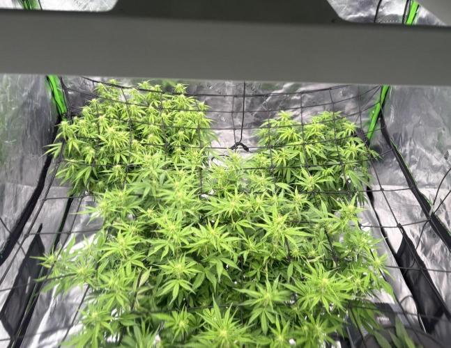 Gorilla Cookie AUTO. Week 8 - 1/22