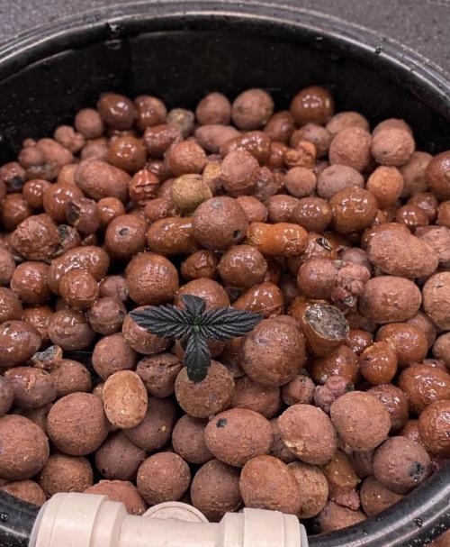 MOTHER PLANT. Week 0 - 1/9/26