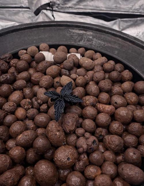 MOTHER PLANT. Week 0 - 1/12/26
