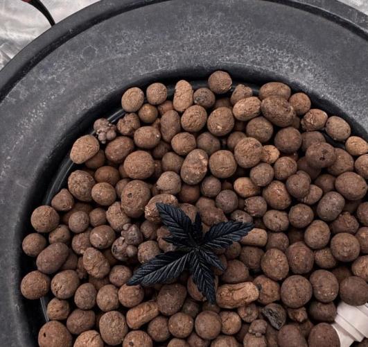 MOTHER PLANT. Week 0 - 1/14/26