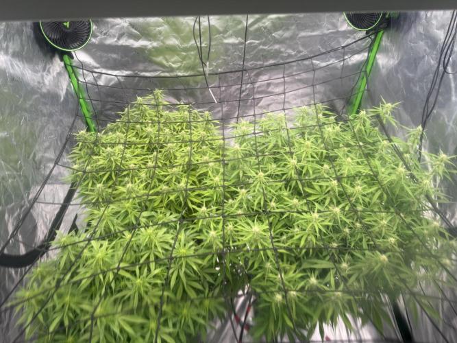 Gorilla Cookie AUTO. Week 9