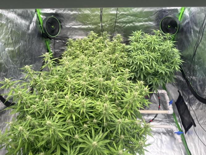 Gorilla Cookie AUTO. Week 9 - 1/29
Transition to RDWC 