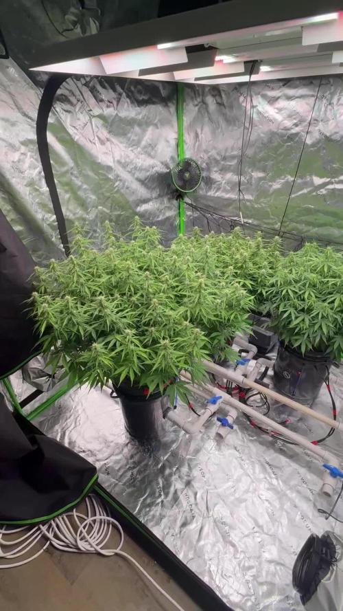Gorilla Cookie AUTO