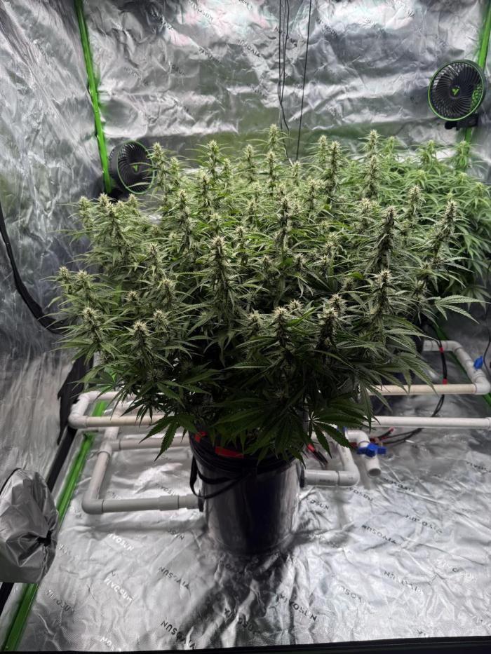 Gorilla Cookie AUTO. Week 10