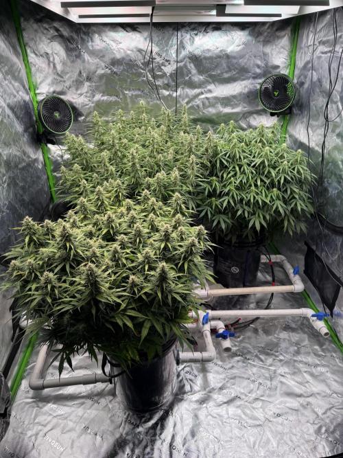 Gorilla Cookie AUTO. Week 10