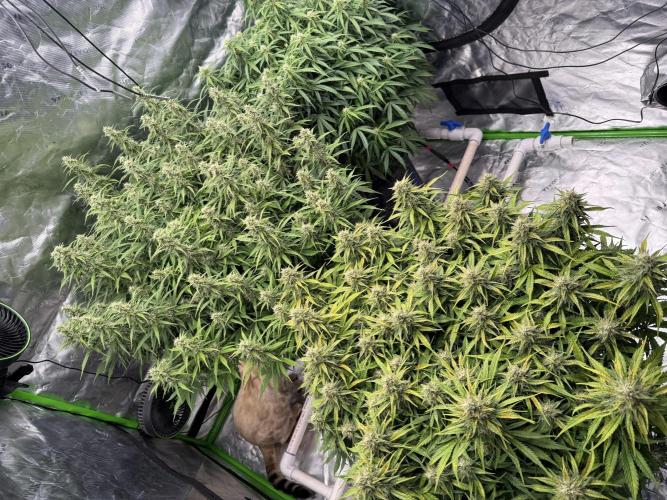 Gorilla Cookie AUTO. Week 11