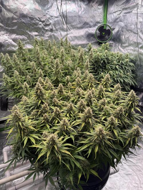Gorilla Cookie AUTO. Week 11 - 2/15
