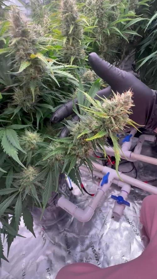 Gorilla Cookie AUTO