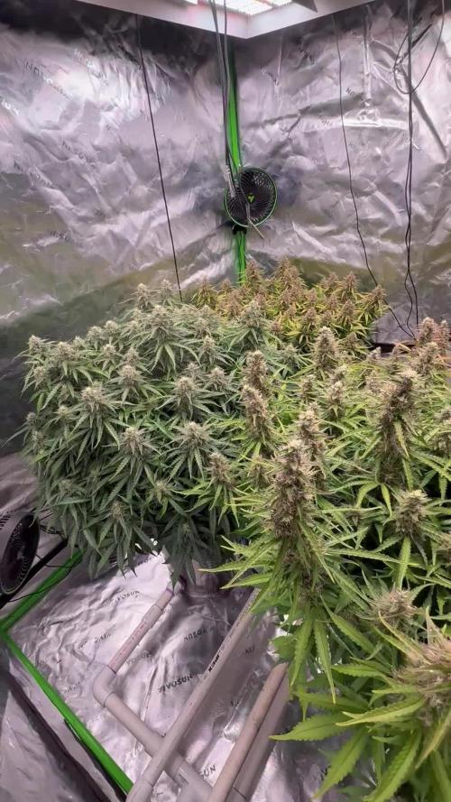 Gorilla Cookie AUTO