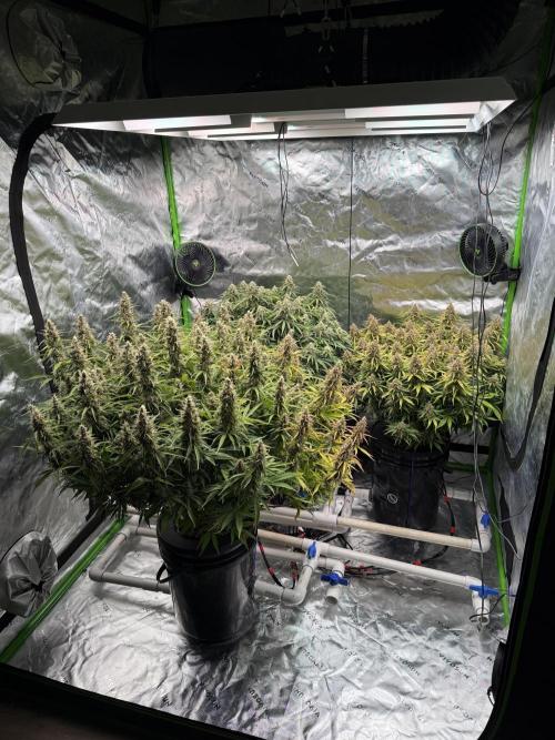 Gorilla Cookie AUTO. Week 12
