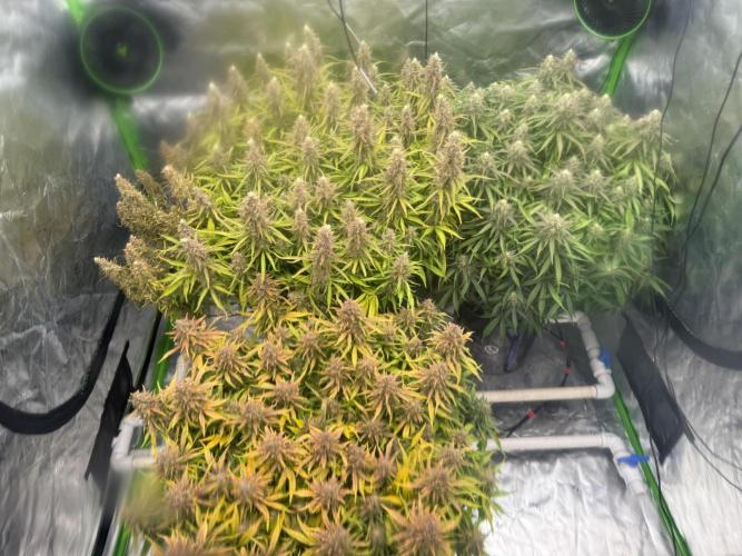 Gorilla Cookie AUTO. Week 12