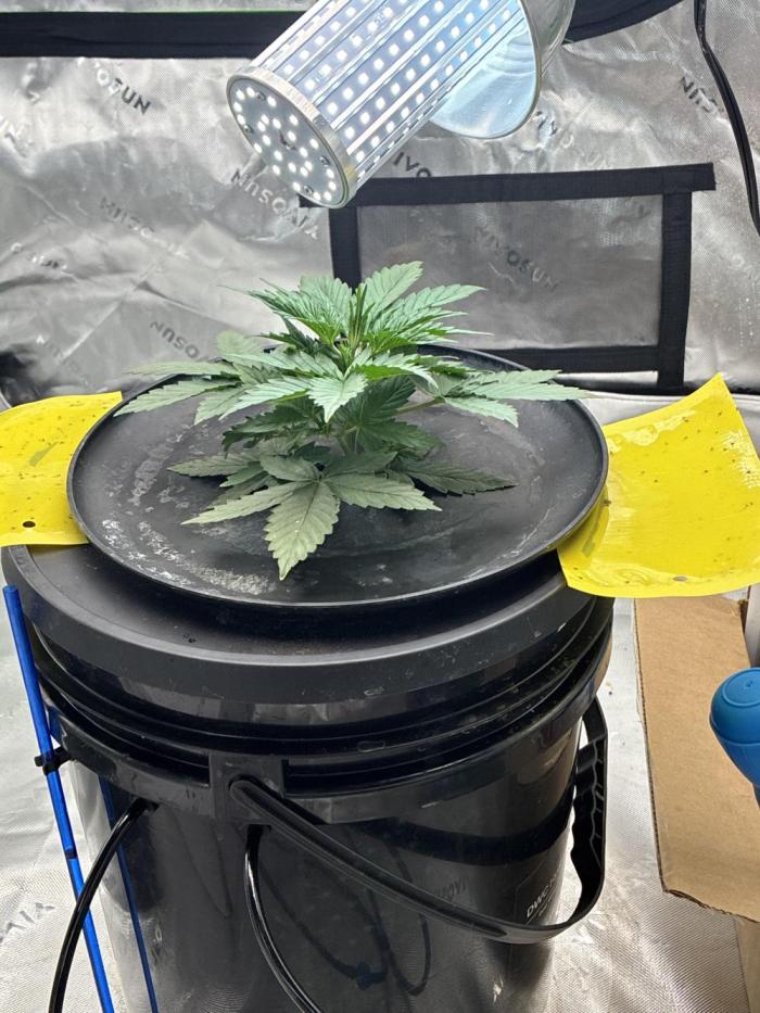 Gorilla cookies. Week 3 - Day 24