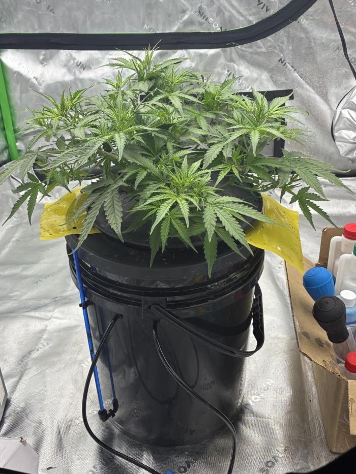 Gorilla cookies. Week 5 - day 35