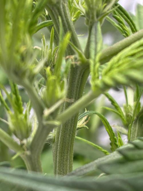 Gorilla cookies. Week 6 - Pre-flower pistils