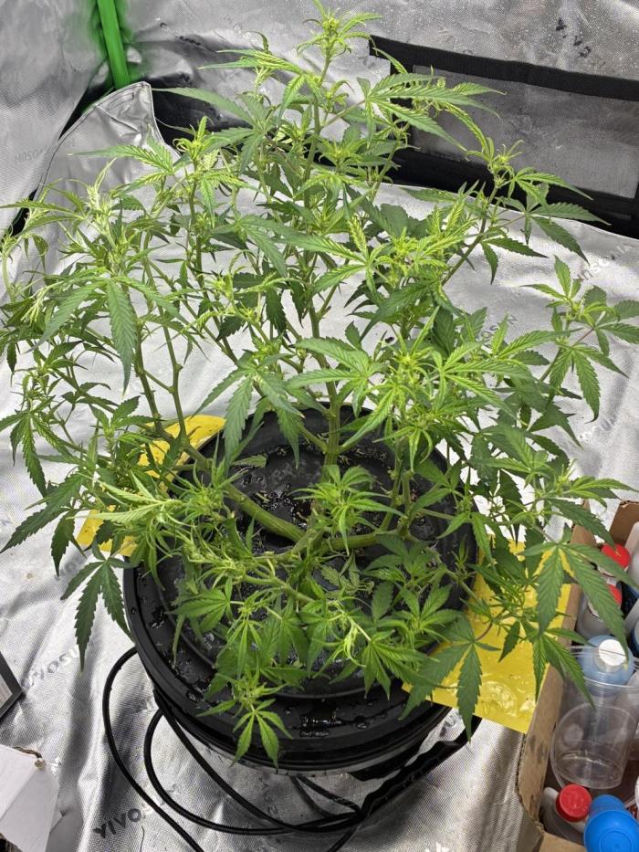 Gorilla cookies. Week 7 - 42 days from start 
First week of flower