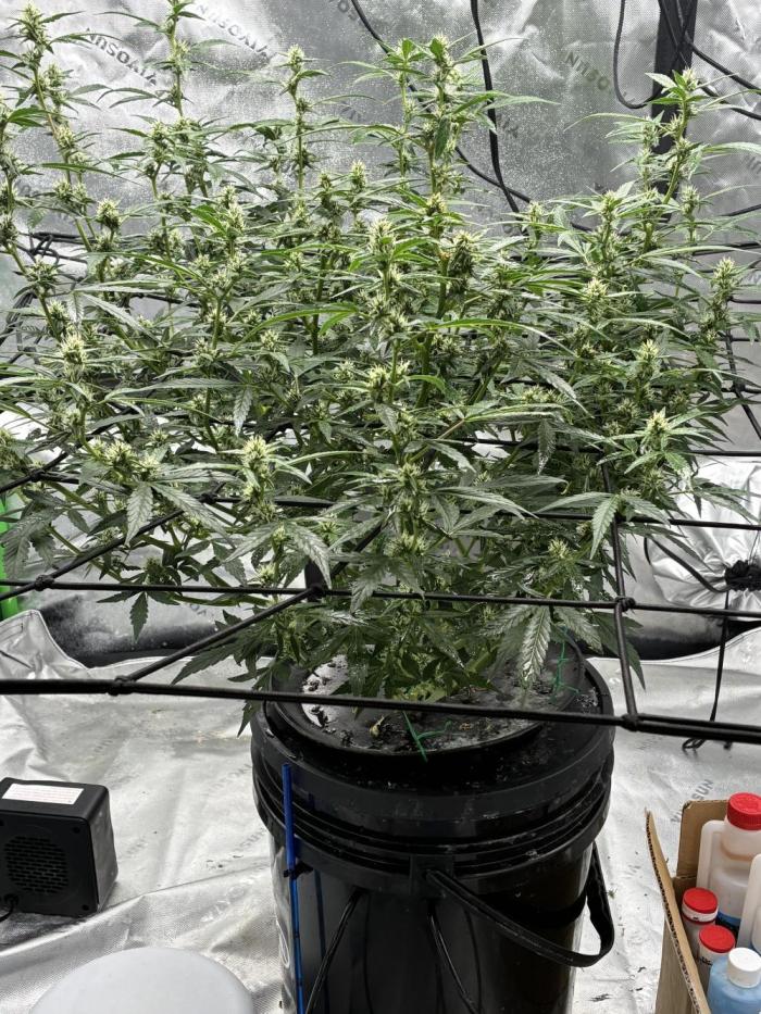 Gorilla cookies. Week 8