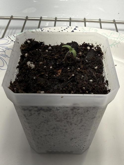 Zkittlez My Nizzle OG Auto. Week 1