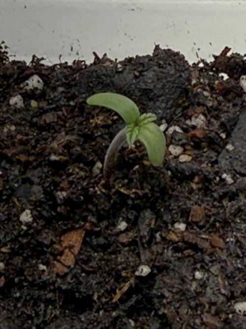 Zkittlez My Nizzle OG Auto. Week 1