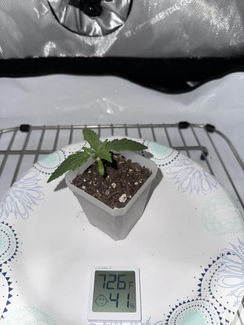 Zkittlez OG Auto (First Grow!!). Week 2