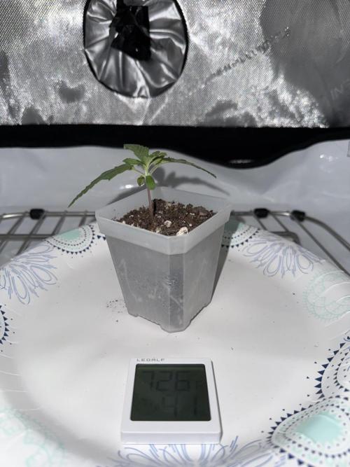 Zkittlez OG Auto (First Grow!!). Week 2