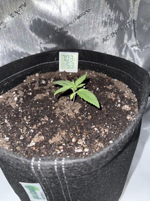 Zkittlez OG Auto (First Grow!!). Week 2