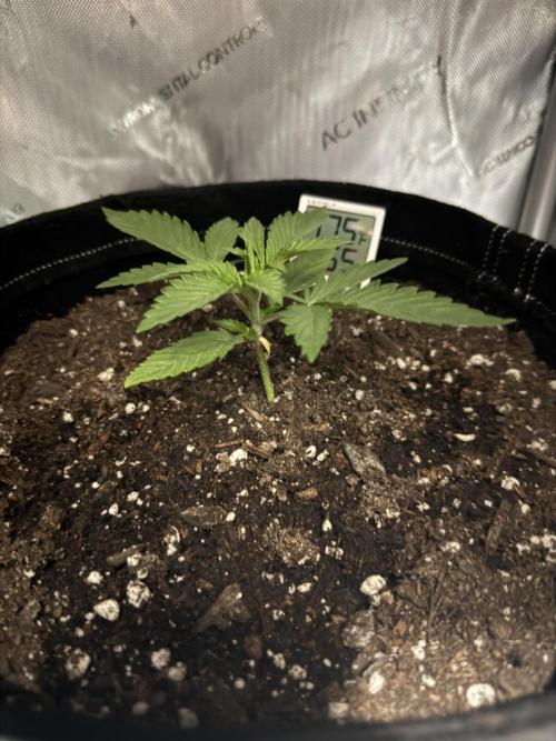 Zkittlez OG Auto (First Grow!!). Week 3