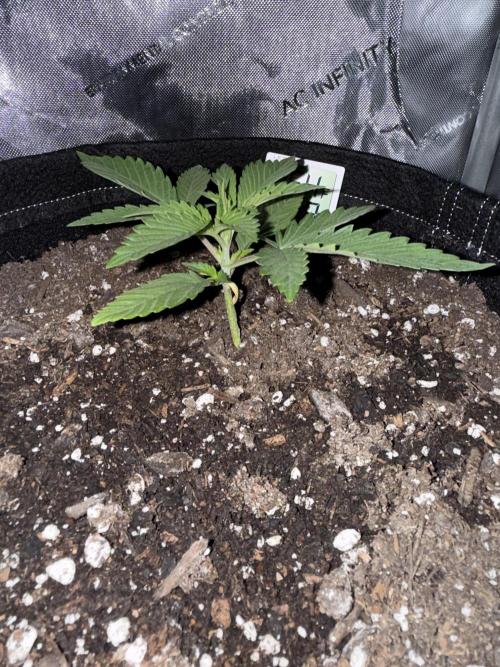 Zkittlez OG Auto (First Grow!!). Week 3