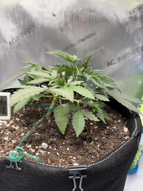 Zkittlez OG Auto (First Grow!!). Week 4