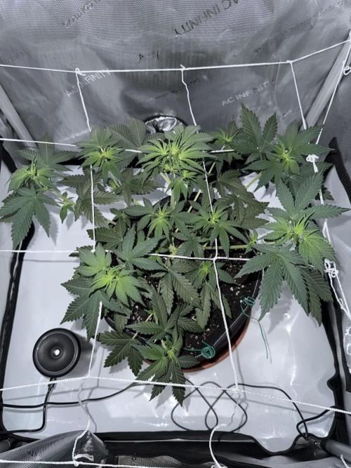 Zkittlez OG Auto (First Grow!!). Week 5