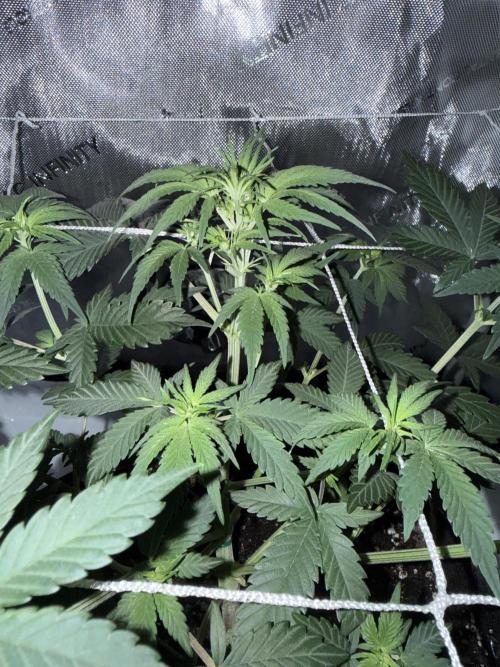 Zkittlez OG Auto (First Grow!!). Week 5