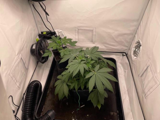 Cookie Casket & Hindu Kush. Week 4