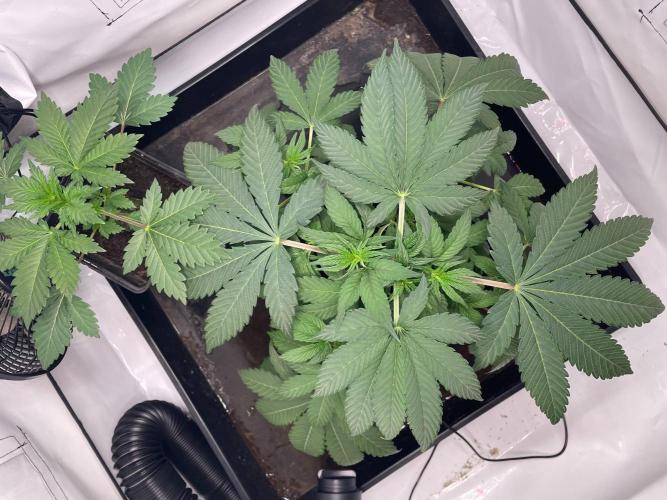 Cookie Casket & Hindu Kush. Week 4