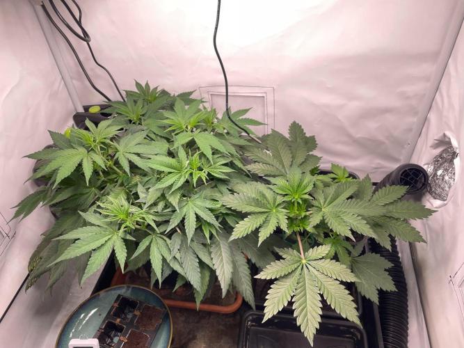 Cookie Casket & Hindu Kush. Week 5