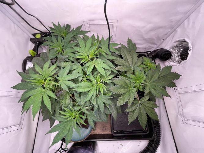 Cookie Casket & Hindu Kush. Week 5