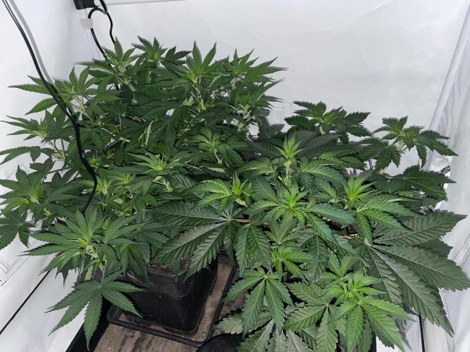 Cookie Casket & Hindu Kush. Week 6